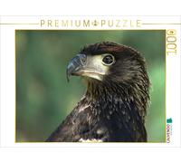 Puzzle CALVENDO Rapaces - Aigle criard d'Afrique | 1000 pièces, format assemblé