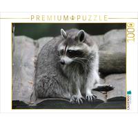 Puzzle CALVENDO ratons laveurs | 1000 pièces, format assemblé 64 × 48 cm | Puzzl