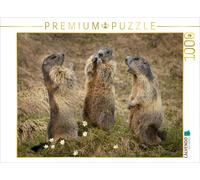 Puzzle CALVENDO Réunion des marmottes | 1000 pièces, format assemblé 64 × 48 cm