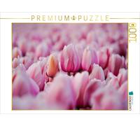 Puzzle CALVENDO Rosa Tulpen à Julianadorp | 1000 pièces, format assemblé 64 × 48