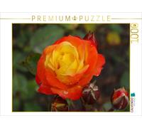 CALVENDO Puzzle Orange gelbe Rose 1000 Teile Puzzle quer 1000 Pieces 64 x 48 cm from Kattobello