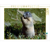 Puzzle CALVENDO Séance photo d'une marmotte | 1000 pièces, format assemblé 64 ×