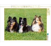 Puzzle CALVENDO Sheltie | 1000 pièces, format assemblé 64 × 48 cm | Puzzle photo