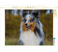 CALVENDO Puzzle Sheltie - Irresistible 1000 Pieces 64 x 48 cm from Sista-Tierfoto