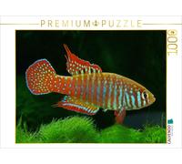 Puzzle CALVENDO Simpsonichthys zonatus BRÉSIL | 1000 pièces, format assemblé 64