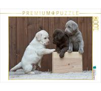 Puzzle CALVENDO Trio de chiots labrador | 1000 pièces, format assemblé 64 × 48 c