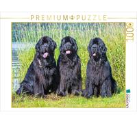 Puzzle CALVENDO Trois magnifiques mâles | 1000 pièces, format assemblé 64 × 48 c