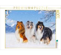 Puzzle CALVENDO Trois mâles colley | 1000 pièces, format assemblé 64 × 48 cm | P