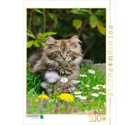 Puzzle CALVENDO Un adorable chaton Maine Coon dans un pré printanier | 1000 pièc