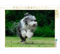 CALVENDO Puzzle Colley Barbu Courant 1000 Pieces 64 x 48 cm from Sista-Tierfoto