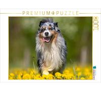 Puzzle CALVENDO Un berger australien au printemps | 1000 pièces, format assemblé