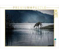 CALVENDO Puzzle Weimaraner sur la rivière 1000 Pieces 64 x 48 cm from Kathrin Köntopp