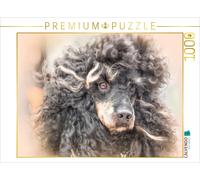CALVENDO Puzzle Caniche Autant en emporte Le Vent 1000 Pieces 64 x 48 cm from boegau