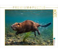 Puzzle CALVENDO Un castor plongeant dans l'eau claire | 1000 pièces, format asse