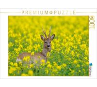 CALVENDO Puzzle Roebuck dans Un Champ de Colza 1000 Pieces 64 x 48 cm from Christina Krutz