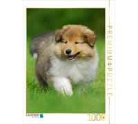 CALVENDO Puzzle Un Chiot Collie en Voyage de découverte 1000 Pieces 48 x 64 cm from Sista-Tierfoto