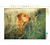 CALVENDO Puzzle Labrador Renard dans Un Champ de maïs 1000 Pieces 64 x 48 cm from Cornelia Strunz