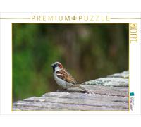 CALVENDO Puzzle Spatz Auf der Mauer 1000 Teile Puzzle quer 1000 Pieces 64 x 48 cm from Kattobello