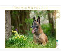 Puzzle CALVENDO Un motif du calendrier Malinois - partenaire à quatre pattes | 1