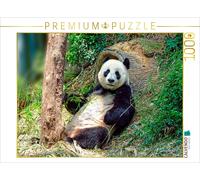 CALVENDO Puzzle Niedlicher Panda 1000 Teile Puzzle quer 1000 Pieces 64 x 48 cm from Peter Roder
