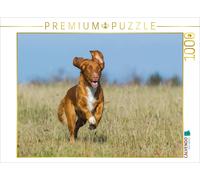 CALVENDO Puzzle Nova Scotia Duck Tolling Retriever à la Chasse 1000 Pieces 64 x 48 cm from Sista-Tierfoto