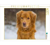 CALVENDO Puzzle Nova Scotia Duck Tolling Retriever dans la Neige 1000 Pieces 64 x 48 cm from Sista-Tierfoto