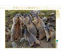 CALVENDO Puzzle Les coquins. Marmottes enjouées à SAAS Fee 1000 Pieces 64 x 48 cm from Susan Michel