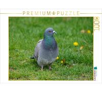 Puzzle CALVENDO Une colombe dans le pré | 1000 pièces, format assemblé 64 × 48 c