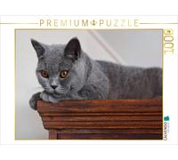 CALVENDO Puzzle Tigres à câlins - British Shorthair / Version CH 1000 Pieces 64 x 48 cm from izp-Design