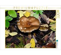 CALVENDO Puzzle Champignons, 1000 pièces, Taille de la Ponte, 64 x 48 cm, Image par Richard Oechsner
