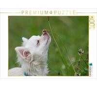 CALVENDO Puzzle Chihuahuas - Petits bourreaux des Coeurs 1000 Pieces 64 x 48 cm from Verena Scholze