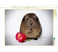 Puzzle CALVENDO Une illustration tirée du calendrier « Cochons d'Inde : tellemen