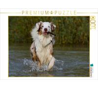 CALVENDO Puzzle Connu comme Un Chien coloré. Berger Australien - Planificateur Familial Haut 1000 Pieces 64 x 48 cm from Sista-Tierfoto