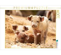CALVENDO Puzzle Corse - Mignons cochons Sauvages 1000 Pieces 64 x 48 cm from Monika Schöb
