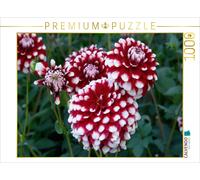 Puzzle CALVENDO Une illustration tirée du calendrier « Dahlias » - élégante et b