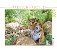 CALVENDO Puzzle Impressions DE Tigres Rareté de la Bande sur Notre Terre 1000 Pieces 64 x 48 cm from Thula