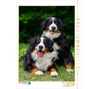 CALVENDO Puzzle An image from the "Fascination with the Bernese Mountain Dog" ca