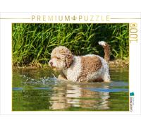 CALVENDO Puzzle Lagotto Romagnolo - Un Chien Dont on Tombe Amoureux 1000 Pieces 64 x 48 cm from Sista-Tierfoto
