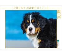 CALVENDO Puzzle Les Ours de mer à la découverte du Monde - Chiens de Montagne Bernois 1000 Pieces 64 x 48 cm from Sista-Tierfoto