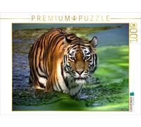 CALVENDO Puzzle Les Tigres - Les Chasseurs Silencieux de la Jungle 1000 Pieces 64 x 48 cm from Elke Krone