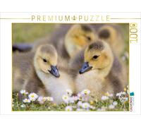 CALVENDO Puzzle Oiseaux Aquatiques - bernaches du Canada 1000 Pieces 64 x 48 cm from Fabian Junge