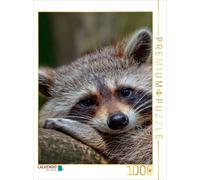 CALVENDO Puzzle Raton Laveur - Mignon Omnivore 1000 Pieces 48 x 64 cm from Peter Roder