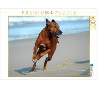 Puzzle CALVENDO Une illustration tirée du calendrier « Rhodesian Ridgebacks en a