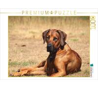CALVENDO Puzzle Ridgebacks - Chiens d'Afrique 1000 Pieces 64 x 48 cm from Birgit Bodsch