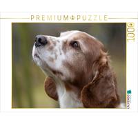 Puzzle CALVENDO Welsh Springer Spaniel | 1000 pièces, format assemblé 64 × 48 cm