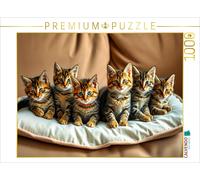 Puzzle · Wunderful Main Coons | Une portée de chatons · 1000 pièces · Format assemblé 64 × 48 cm · CALVENDO Puzzle