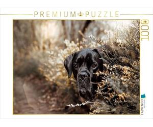 Puzzle · Cane Corso | Les gardiens du silence · Un regard qui plonge dans les… · 1000 pièces · Format assemblé 64 × 48 cm · CALVENDO Puzzle
