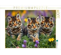 Puzzle · Chaton Maine Coon | Intelligent et joueur · 1000 pièces · Format assemblé 64 × 48 cm · CALVENDO Puzzle