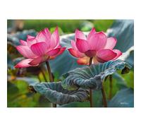 Puzzle CHERRY PAZZI Fleurs de lotus roses 500 pièces