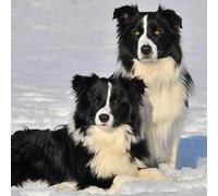 Puzzle Chien Grand Format à Faire soi-même pour Adultes, 1 000 pièces, Border Collie, Chien Noir, décoration d'intérieur, 70 x 50 cm